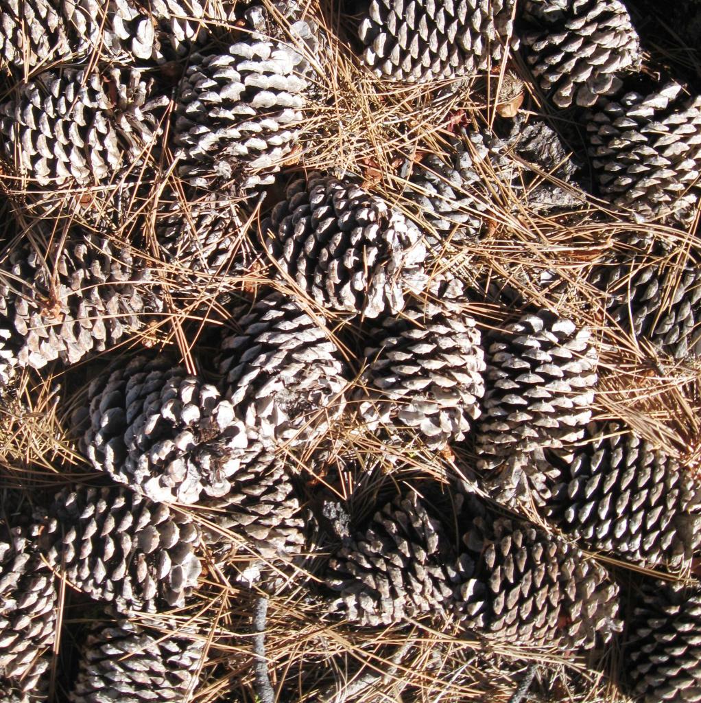 There was beauty in the patch of pinecones.