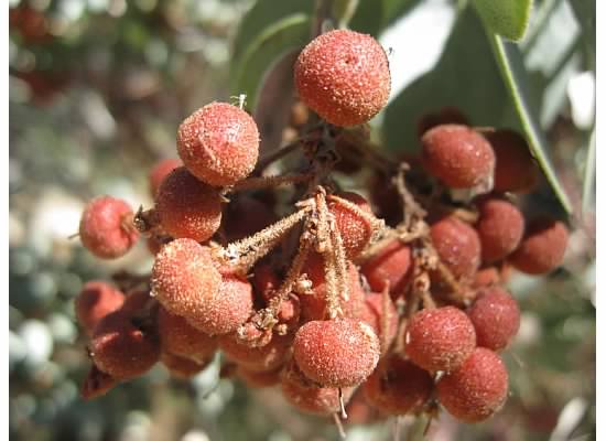 Sugary-looking manzanita berries.
