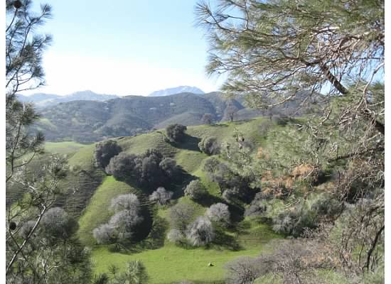 The green rolling hillside was a sight to see with the gray oak trees.